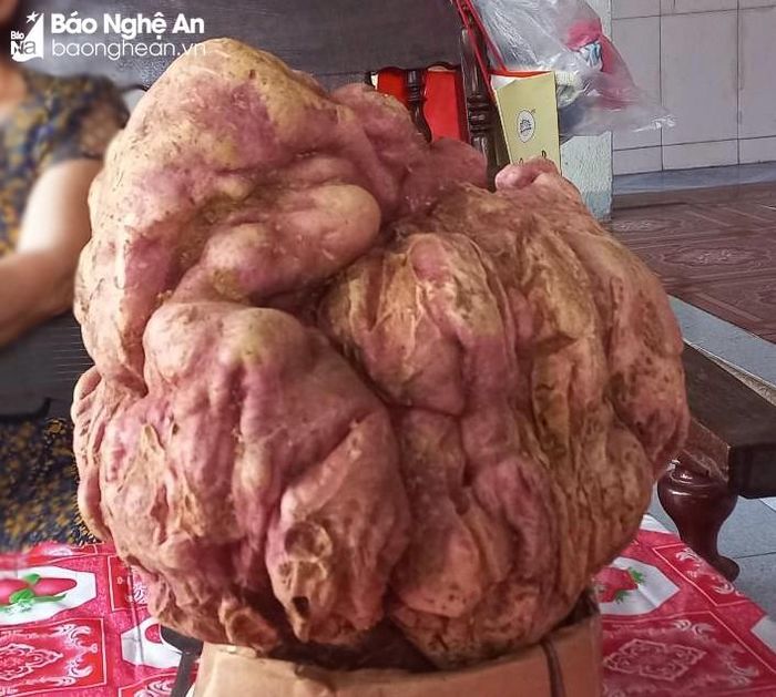 Củ khoai lang "khủng" nặng 9kg. Ảnh: An Nam