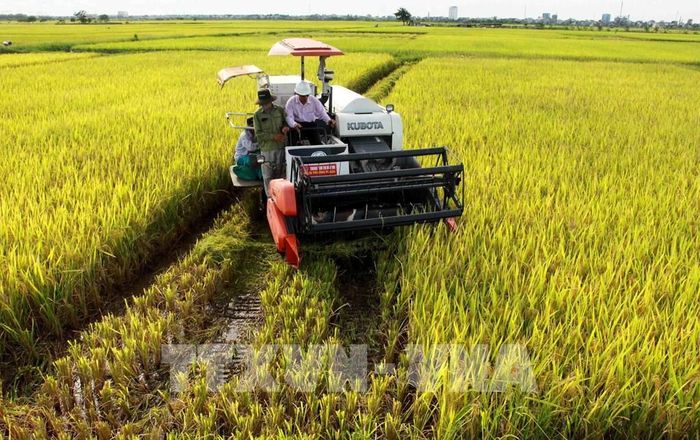 Thu hoạch lúa tại tỉnh Thái Bình. Ảnh: Thế Duyệt – TTXVN