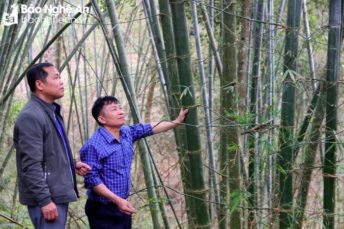 Ông Kha Văn Toàn (người mặc áo sọc) cho biết, vườn mét cứ 2 năm thu hoạch một lứa, thu về hàng chục triệu đồng. Ảnh: Q.An