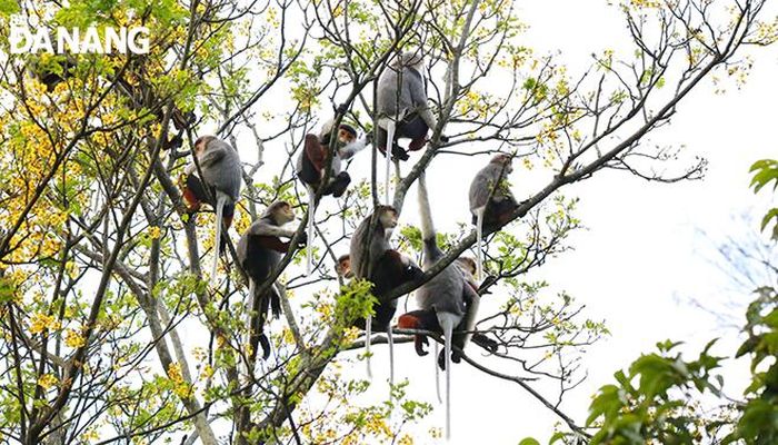 Lim xẹt cũng là thức ăn ưa thích của “nữ hoàng linh trưởng” Voọc chà vá chân nâu. Ảnh: MH