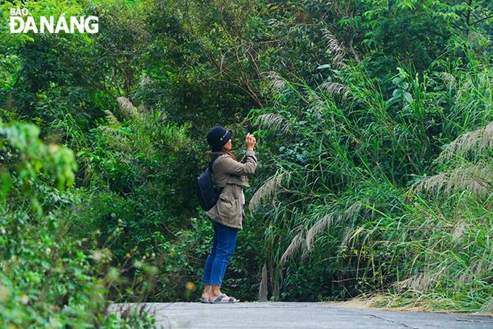 Mùa hoa lim xẹt nở rộ cũng là dịp để người dân, du khách và các nhiếp ảnh gia trên khắp nơi tụ hội về Sơn Trà, săn những bức ảnh đẹp về phong cảnh nơi đây. 