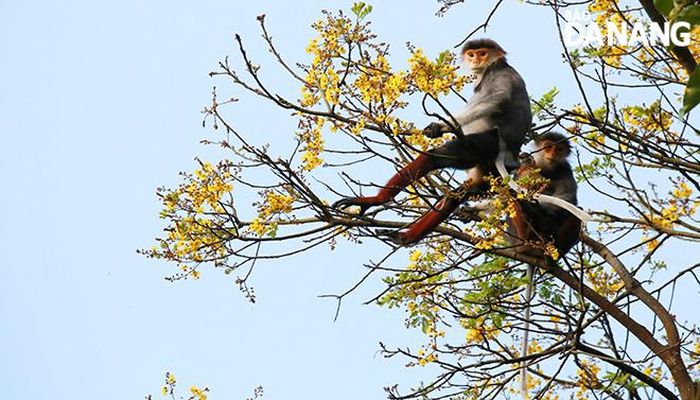 Bán đảo Sơn Trà là khu rừng thiên nhiên với giá trị tài nguyên lớn, hệ sinh thái đa dạng trên địa bàn thành phố. Ảnh: MH