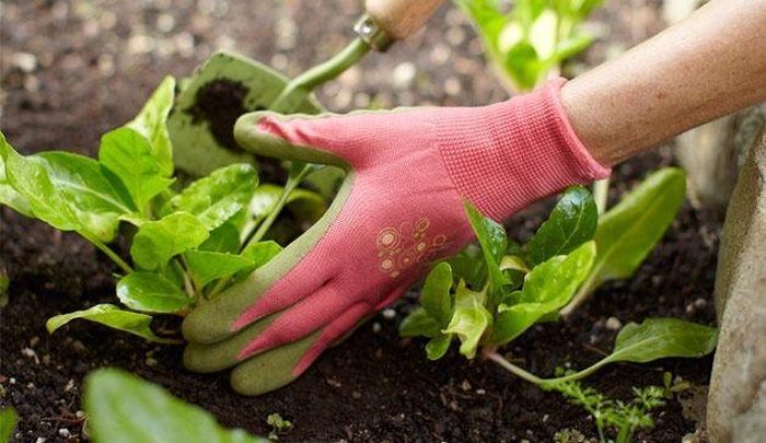Làm vườn là một môn thể thao thực sự.