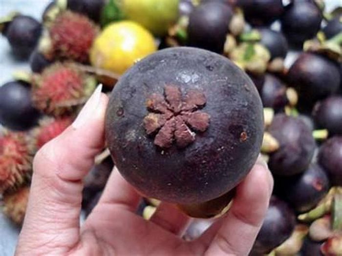 Dựa vào hình dạng cánh hoa để chọn được những quả măng cụt nhiều múi hay ít múi. Nguồn ảnh: Internet