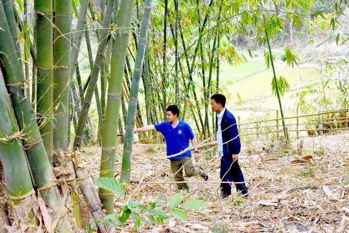 Vườn tre mét và ruộng lúa nước của gia đình anh Thìn (áo xanh) cho thu nhập ổn định hàng năm. Ảnh: HT