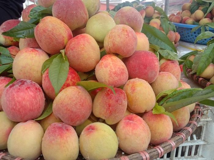 Đào Pháp được bày bán tại thị trấn Bắc Hà.