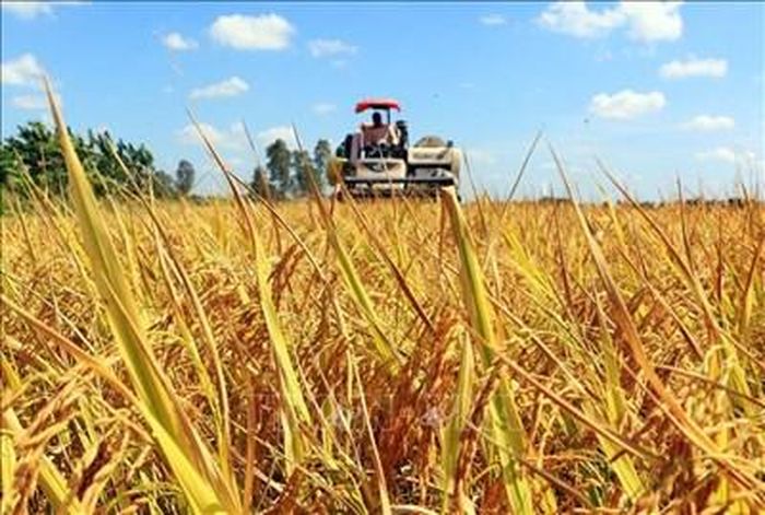 Canh tác lúa. Ảnh minh họa: TTXVN
