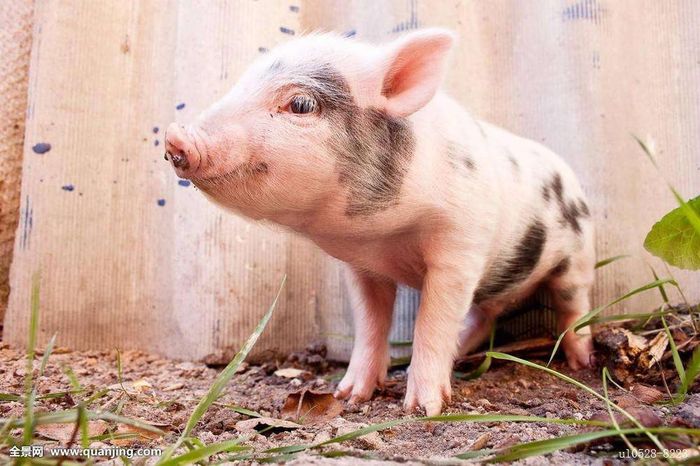 Tuổi Hợi: Công việc: thuận buồm xuôi gió, mọi vướng mắc đều được giải quyết ổn thỏa. Tài vận: tài vận vượng phát. Tình cảm: có cơ hội gặp được ý trung nhân. (Bài viết chỉ mang tính tham khảo, cung cấp nôi dung trắc nghiệm vui cho bạn đọc). 