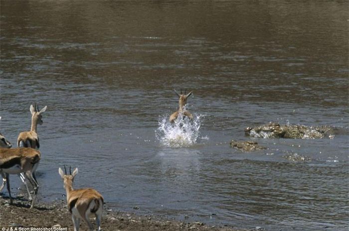 Chùm ảnh được nhiếp ảnh gia Jonathan và Angela Scott chụp đươc ở sông Mara tại khu bảo tồn Masai Mara (Kenya).