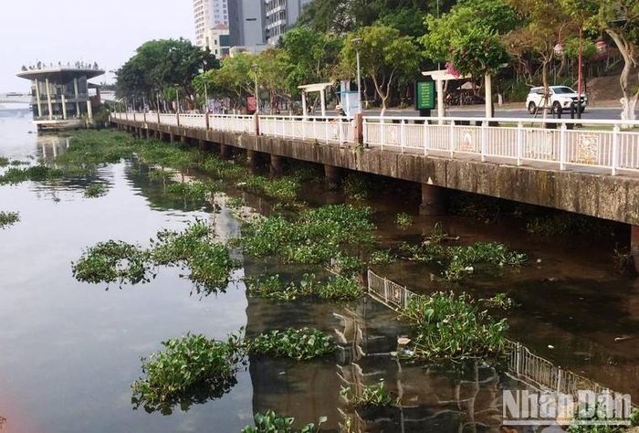 Những vạt bèo đã bám rễ… 