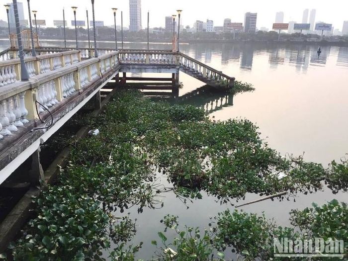 Bèo tấp kín khu vực cầu chữ T (trước Bảo tàng Đà Nẵng) sáng 21/4. 