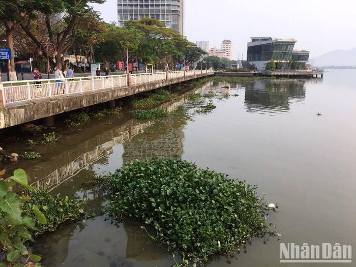 Chính quyền địa phương cần có giải pháp để xử lý khối lượng bèo rất lớn này. 