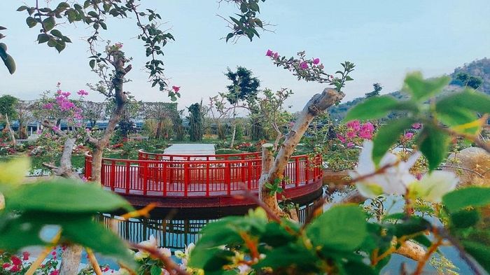 Vườn hoa giấy đầy màu sắc.