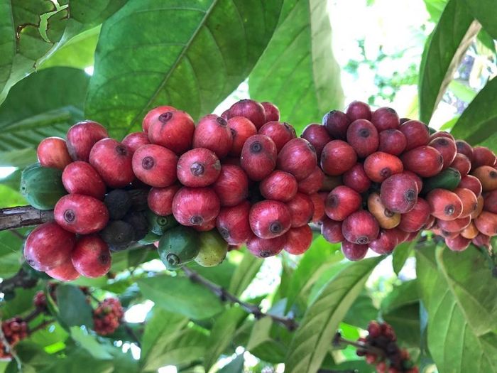 Giá cà phê hôm nay trong khoảng 50.400 - 50.900 đồng/kg.