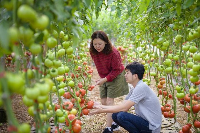 Du khách trầm trồ bên những luống cà chua hữu cơ với nhiều trái nặng tới 750gram. Ảnh Tiến Luyến 