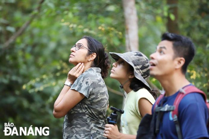 Du khách quốc tế thích thú khi bắt gặp những cá thể voọc trên những cành hoa vàng. Ngắm hoa vàng lim xẹt và voọc đẹp nhất là khi có ánh nắng.
