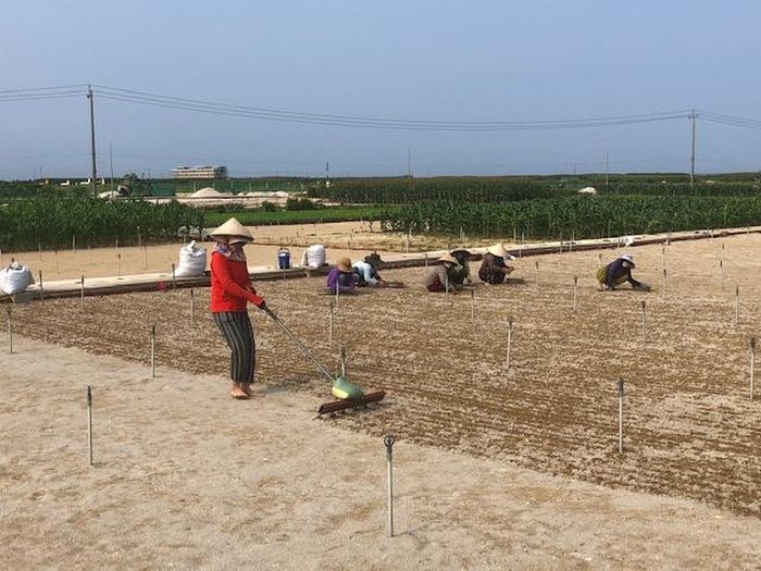 Chuẩn bị cho vụ tỏi mới.