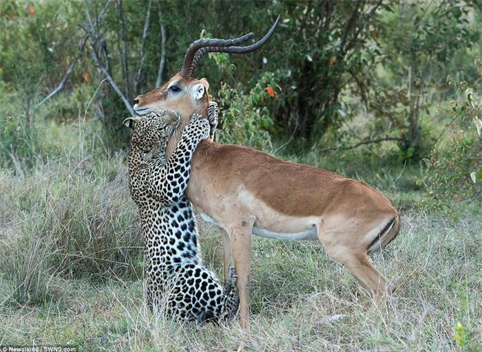 Chùm ảnh được nhiếp ảnh gia Chaitanya Vattem chụp được ở khu bảo tồn quốc gia Masai Mara (Cộng hòa Kenya).