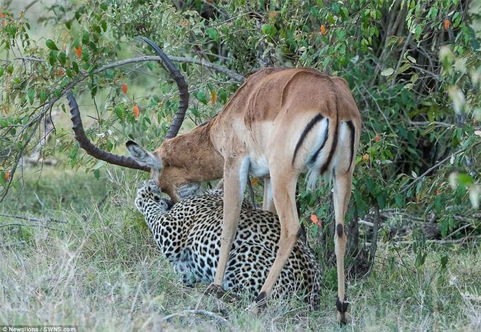 Báo hoa mai đu mình giữ chặt đầu linh dương Impala.