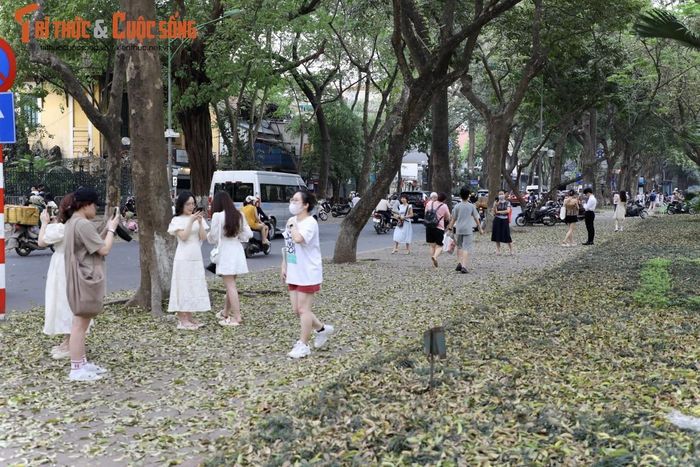 Đường Phan Đình Phùng được mệnh danh là “con đường lãng mạn nhất Hà Nội”. Điểm nhấn đặc biệt là hai hàng cây rợp bóng, tạo thành mái vòm bao phủ khắp con đường.