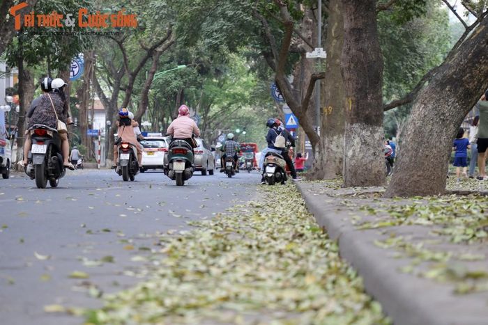 Hà Nội đẹp mơ màng mùa cây thay lá.