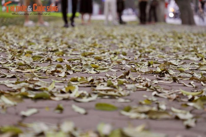 Lá rụng ngập lối trên đường Phan Đình Phùng - Cửa Bắc.