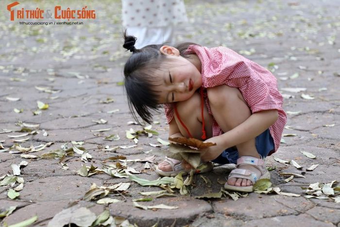 Không chỉ người lớn, các bé cũng hứng thú khi nhìn thấy lá rụng. Đây cũng là lúc để các em tận hưởng không khí mát mẻ trước khi bước vào những ngày hè oi nóng.