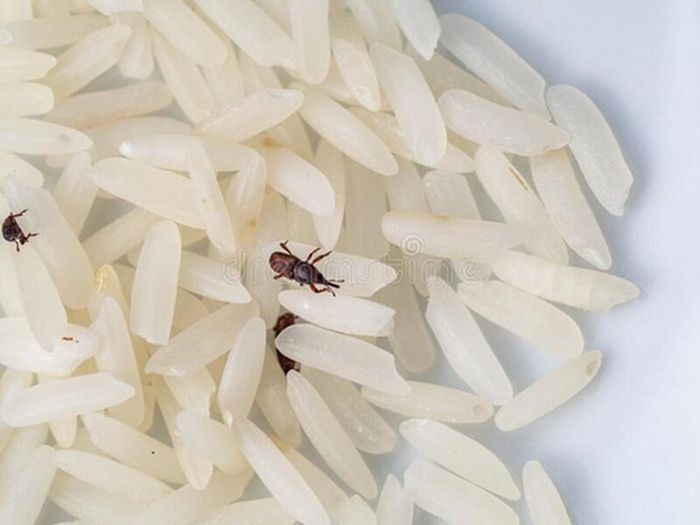 Nguyên nhân gạo có mọt thứ hai là dụng cụ đựng gạo có trứng mọt. Gặp điều kiện thuận lợi, trứng mọt nở thành côn trùng. Mặc dù không gây hậu quả nghiêm trọng nhưng mọt gạo gây mất thẩm mỹ, ảnh hưởng hương vị món ăn.
