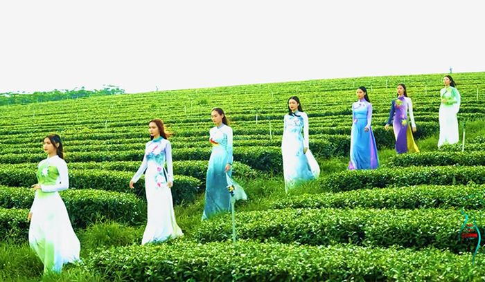 Các người mẫu trình diễn áo dài lụa trên đồi chè ở Bảo Lộc, Lâm Đồng.