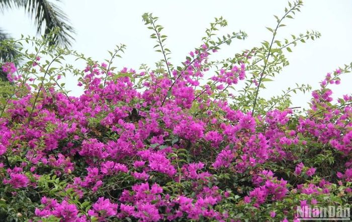 Hoa giấy tháng Tư tại thành phố biển.
