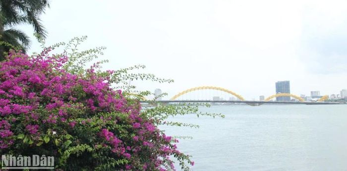 Cụm hoa giấy nở bạt ngàn nhìn về hướng cầu Rồng.
