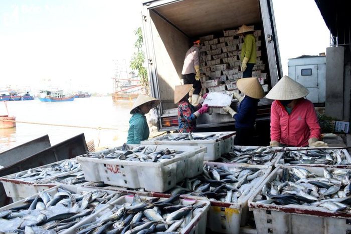 Tàu 67 hoạt động hiệu quả, không những nâng cao sản lượng mà còn nâng giá trị hải sản. Ảnh: Xuân Hoàng