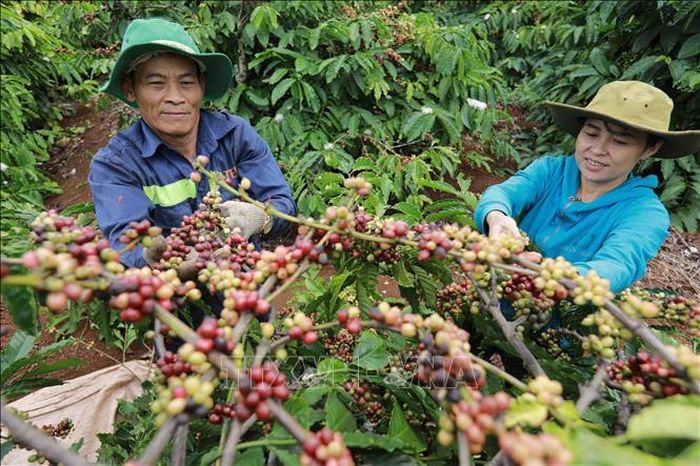 Nông dân xã Ea Kao, TP Buôn Mê Thuột thu hoạch cà phê được sản xuất trồng xen canh với cây tiêu theo khuyến cáo của ngành nông nghiệp cho hiệu quả kinh tế cao.