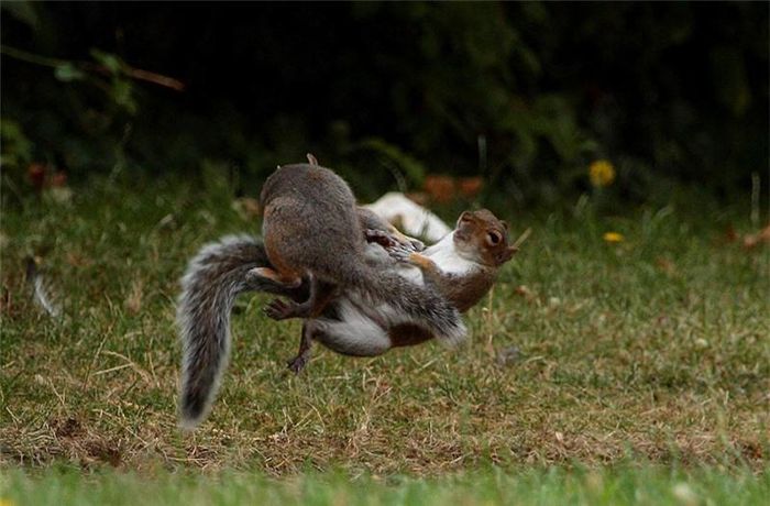 Những chú sóc như đang lơ lửng trên không trung vì màn biểu diễn kungfu của mình.