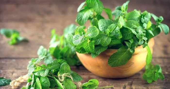 Lá bạc hà có thể kết hợp với một số thảo dược khác chữa cảm mạo, nhức đầu.
