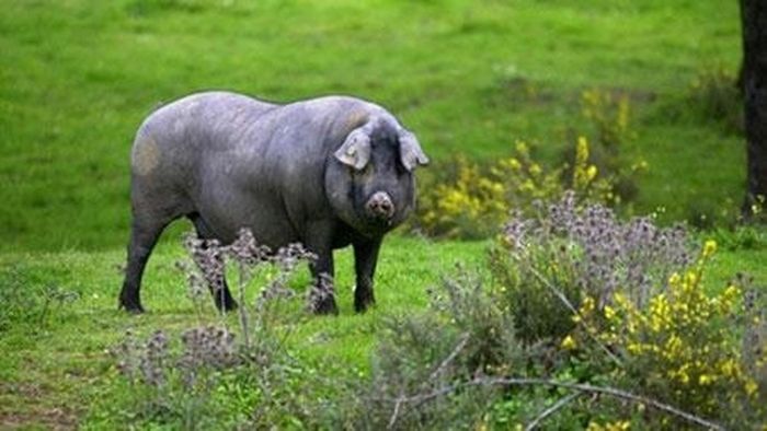 Thịt lợn Iberico đắt như vậy là bởi phải tuân thủ những yêu cầu khắt khe ngay từ khâu chăn nuôi, mổ thịt đến chế biến và bảo quản. Ảnh: New Viet Shop