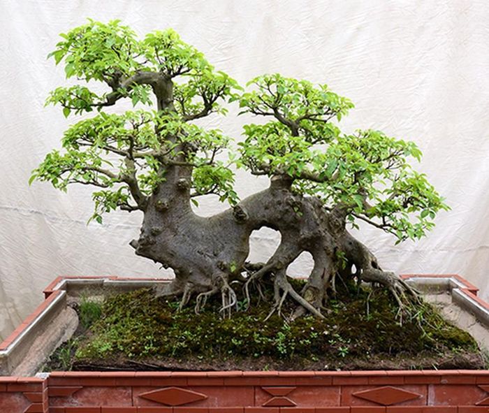 Cây sung có dáng tự như con rồng đang nằm. Rễ cây nổi và uốn cong thú vị. Ảnh: Hoacanhquangvy