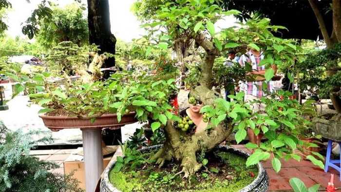  Sung bonsai dáng trực với nhiều tán tròn nhỏ được sắp xếp theo kiểu tầng lá. Ảnh: Hoacanhquangvy