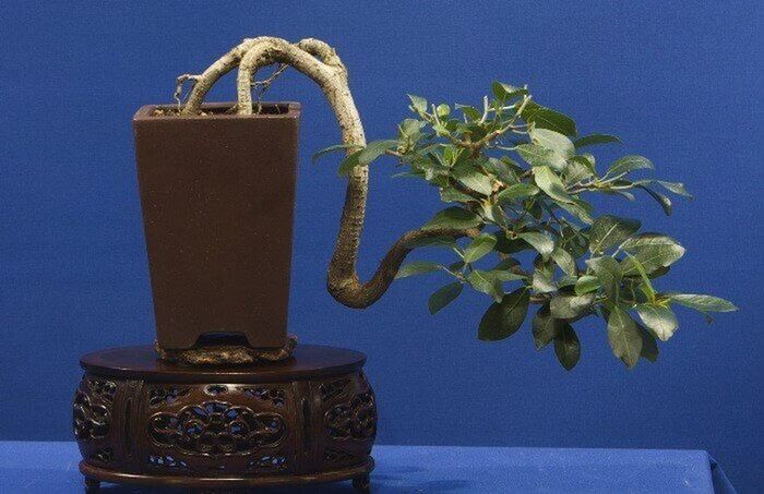 Sung mini dáng thác đổ khiến giới mê cây mê mẩn. Ảnh: Hoacanhquangvy