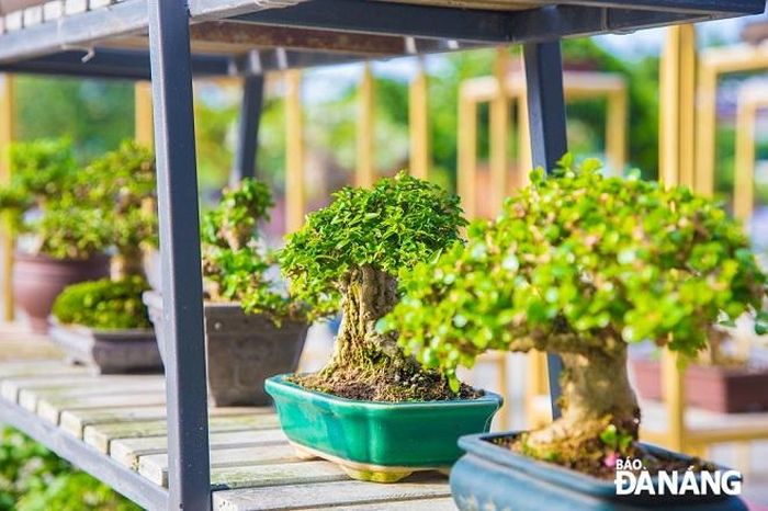 Cây cảnh được những hội viên của Hội Sinh vật cảnh thành phố trưng bày một cách bắt mắt.