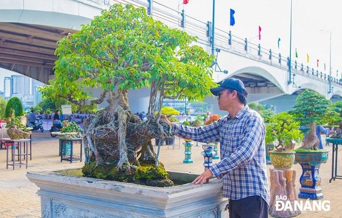 Theo anh Bùi Quốc Bảo (SN 1977, tỉnh Quảng Nam) thì để có được những chậu cây cảnh có hình thù uốn lượn đặc sắc như thế này, người chăm sóc phải thực sự có niềm đam mê với cây cảnh.