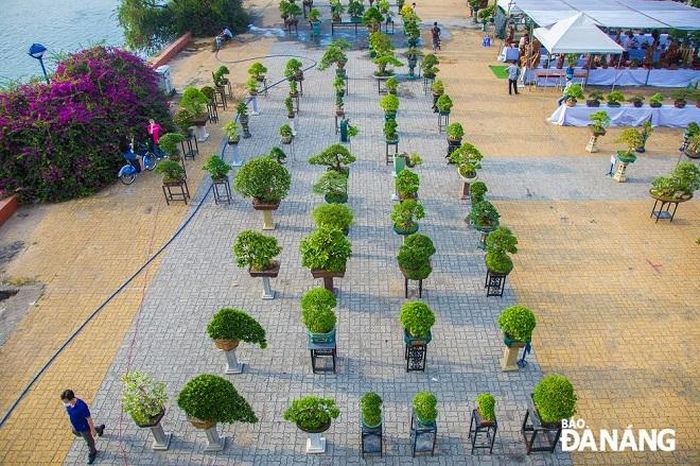 Đứng trên cầu Sông Hàn, du khách có thể ngắm nhìn toàn bộ cây cảnh được trưng bày tuyệt đẹp trong ngày hội triển lãm cây cảnh năm 2023.