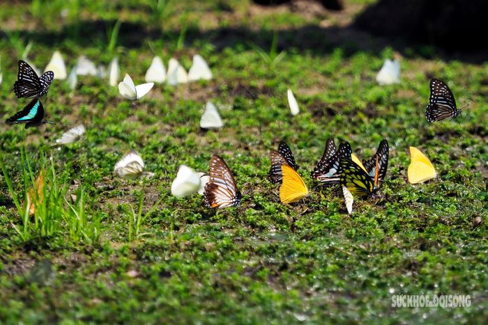 Những con bướm tụ thành từng đàn tạo nên một không gian vừa thơ mộng vừa huyền bí.