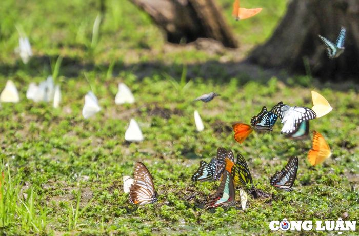  Giữa khung cảnh núi rừng tĩnh lặng, mát mẻ của những ngày đầu hè, hàng nghìn con bướm trắng bay rập rờn càng khiến vườn quốc gia Cúc Phương trở nên quyến rũ. 