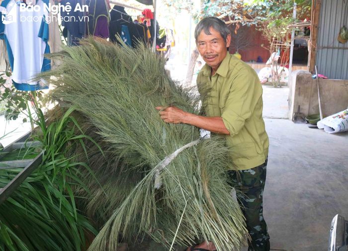 Ông Nguyễn Văn Hải (64 tuổi), người làm chổi đót đẹp có tiếng trong vùng cho biết, gia đình ông làm nghề đã lâu và tự đi rừng lấy đót. Theo ông Hải, hoa đót sau khi lấy về được mang đến lò gạch để sấy khô, nên nguyên liệu giữ được màu xanh, làm chổi đẹp và bền. Ảnh: Huy Thư