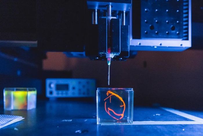  Các mạch máu nhân tạo được đưa vào mô sau quá trình in sinh học. Ảnh: Stanford University. 