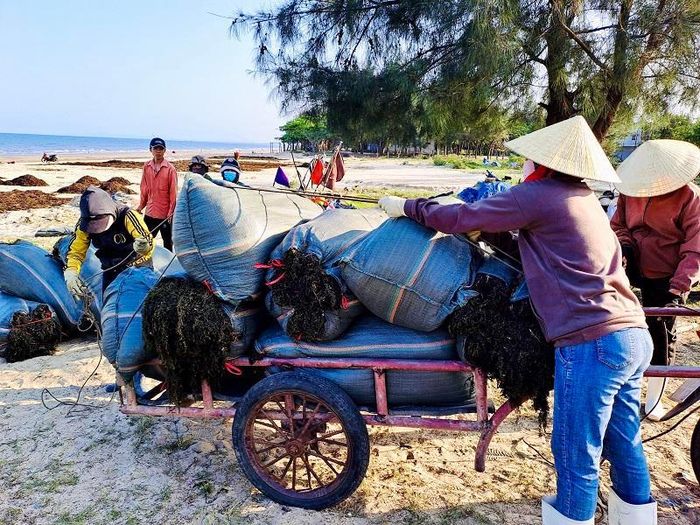 “Một số loài rong biển bị cấm khai thác vào các thời điểm trong năm, chính vì thế việc tổ chức khai thác đúng thời vụ và thời gian cho phép giúp cho ngư dân ven biển có được nguồn thu nhập mà còn tạo môi trường thuận lợi cho các loại hải sản về trú ngụ, sinh sản. Để làm được điều này cần có sự quản lý chặt chẽ của cơ quan thủy sản và cộng đồng dân cư để có nguồn lợi lâu dài”, ông Lê Ngọc Linh nói.