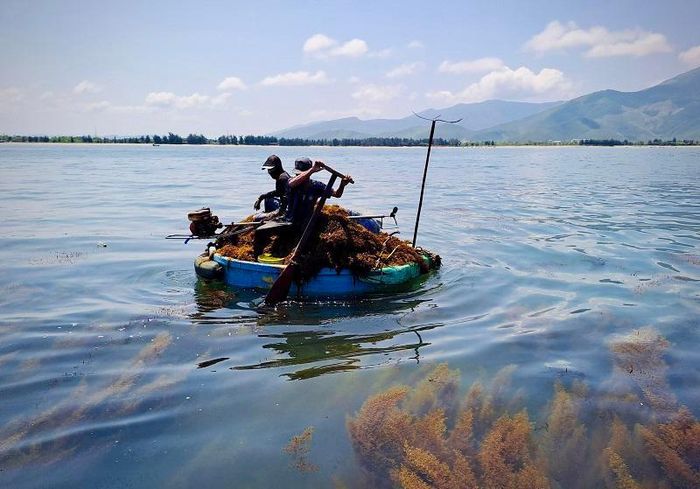 Ông Lê Vinh (thôn Nam Lãnh, xã Quảng Phú) cho biết, so với nghề đánh bắt hải sản, thì việc khai thác rong mơ dễ dàng và ít tốn kém chi phí hơn. Ngư dân khai thác rong chỉ cần một chiếc thuyền thúng bơi ra khu vực gần gành đá là có thể lặn khai thác. Trung bình mỗi ngày, một ngư dân có thể khai thác được 2 - 3 tạ rong mơ tươi.