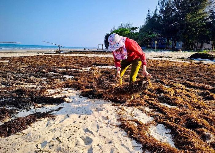 Anh Lê Văn Lộc, thôn Nam Lãnh, xã Quảng Phú cho biết, những năm trước, người dân khai thác rong mơ ồ ạt theo kiểu tận thu nhưng những năm gần đây đã có ý thức hơn, khai thác đúng mùa và khai thác hạn chế. " Khai thác rong mơ phải đúng mùa, nếu không sẽ làm ảnh hưởng đến sự sinh trưởng của tôm cá. Tuy nhiên, nếu khai thác muộn thì rong mơ cũng sẽ tự chết và phân hủy", anh Lê Văn Lộc nói.