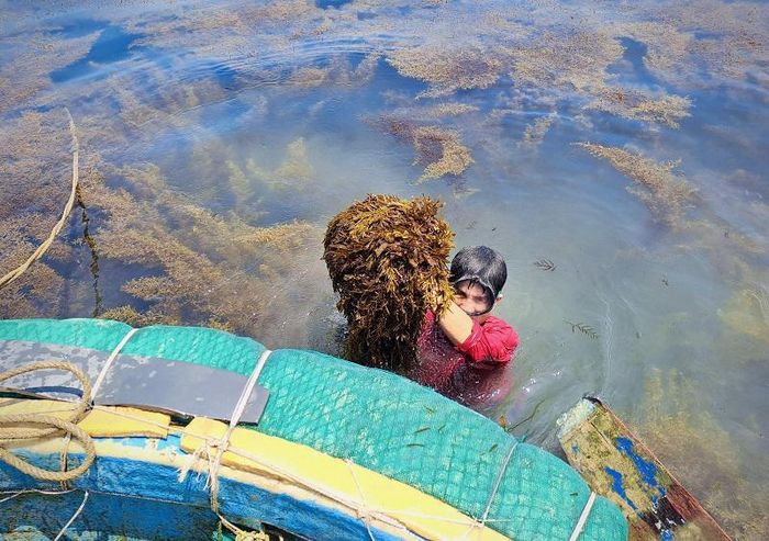 Từ sáng sớm, hàng chục thuyền thúng, ghe cùng ngư dân lên đường ra biển khai thác rong mơ. Mỗi chuyến đi thường có từ 2 - 3 người để thay phiên nhau lặn vớt rong và đưa rong lên thuyền. Ngư dân thường di chuyển cách bờ khoảng chừng 500 - 800 mét mới đến vùng khai thác.
